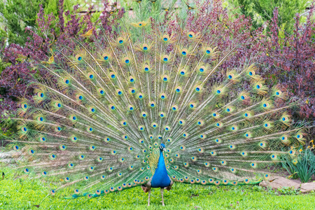 孔雀 の画像 写真素材 ベクター画像 イメージマート 孔雀 の画像 写真素材 ベクター画像 イメージマート