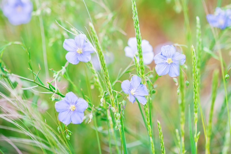 Close up beautiful blue flowers of flax blooming in field
