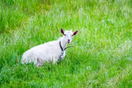 White domestic goat grases in green fieldの写真素材