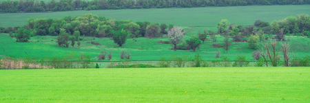 Beautiful picturesque spring panorama with green steppe and blue sky