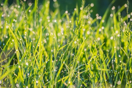 Beautiful  with morning dew on grass closeの写真素材