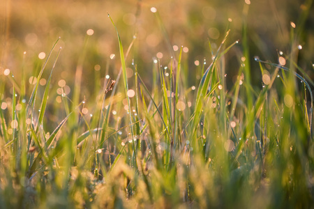 Beautiful  with morning dew on grass close