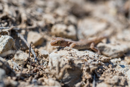 Close up cute small Even-fingered gecko genus Alsophylax on groundの写真素材