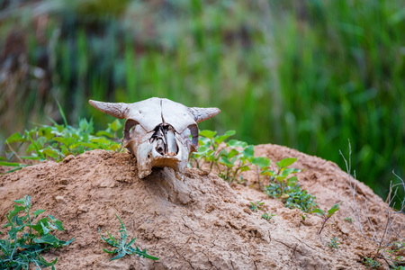 Close uo old cow skull lies on groundの写真素材