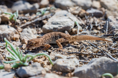 Close up cute small Even-fingered gecko genus Alsophylax on groundの写真素材
