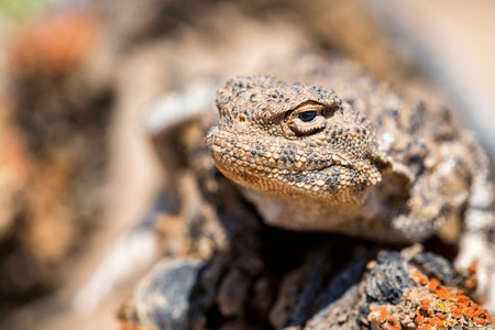 Close portrait of Phrynocephalus helioscopus agama in natureの写真素材