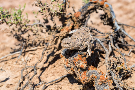 Close portrait of Phrynocephalus helioscopus agama in natureの写真素材
