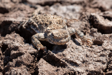 Close portrait of Phrynocephalus helioscopus agama in natureの写真素材