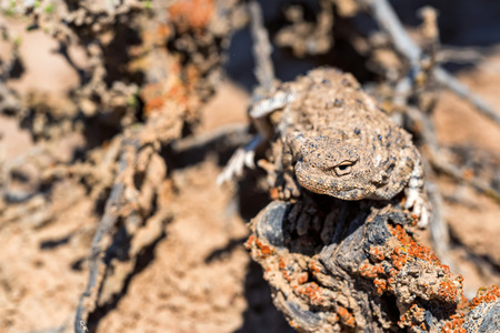 Close portrait of Phrynocephalus helioscopus agama in natureの写真素材