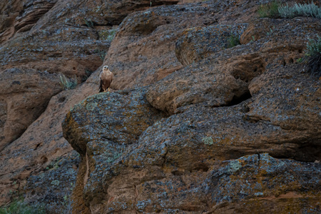 Long-legged Buzzard or Buteo rufinus sits on rockの写真素材
