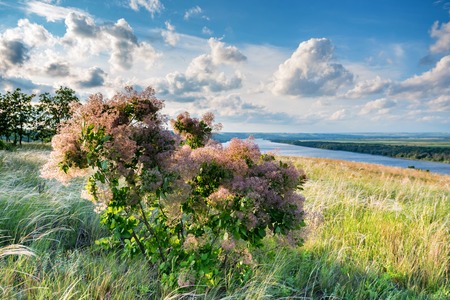 View of blooming Smoke tree or Cotinus coggygria and feather grassの写真素材