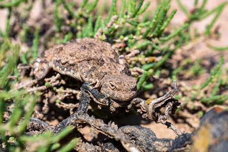 Close portrait of Phrynocephalus helioscopus agama in natureの写真素材