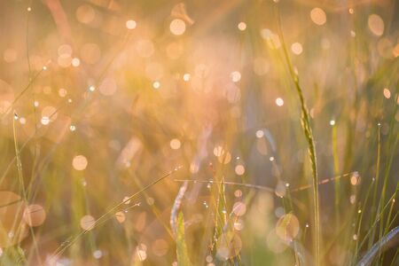 Beautiful  with morning dew on grass close