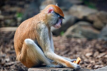 Patas Monkey or Erythrocebus patas eats bread in captivityの写真素材