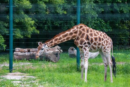 Rothschilds giraffe or Giraffa camelopardalis rothschildi walks in captivityの写真素材