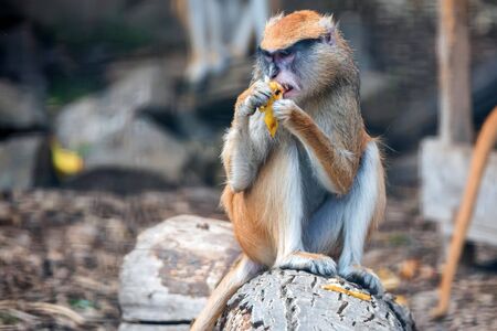 Patas Monkey or Erythrocebus patas eats fruit in captivityの写真素材