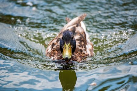 Male wild duck or Anas platyrhynchos floats in water. Front view