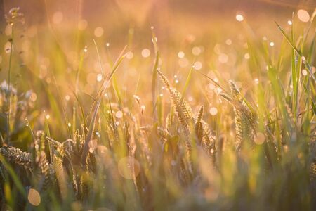 Beautiful background with morning dew on grass closeの写真素材