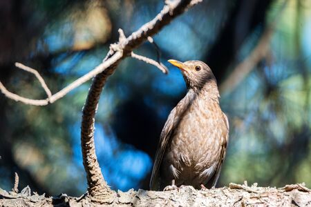 Cute female Common blackbird or Turdus merula perches on twigの写真素材