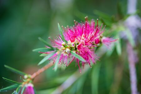 Close up pink bottlebrush or callistemon flower in gardenの写真素材
