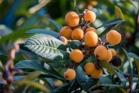Close up bright Loquat fruits or Eriobotrya japonica on tree.の写真素材