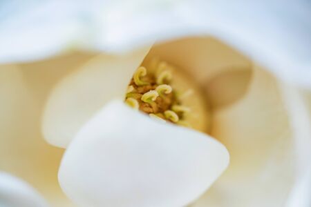 Close up middle of beautiful white magnolia flowerの写真素材