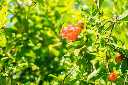 Several small red pomegranate flowers on tree