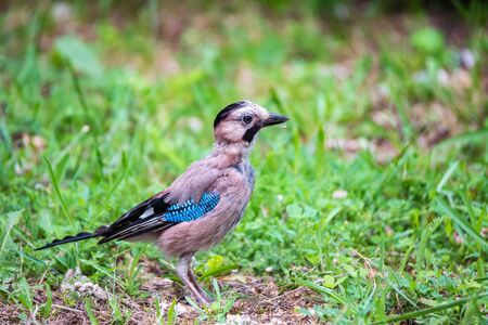 Eurasian jay or garrulus glandarius on ground closeの写真素材