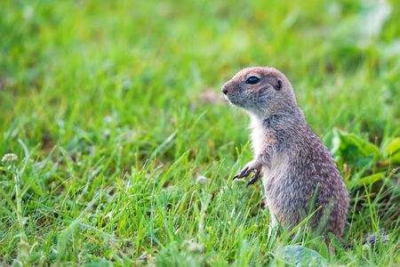 Mountain Caucasian Gopher or Spermophilus musicus in grass in Russia.
