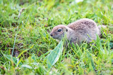 Mountain Caucasian Gopher or Spermophilus musicus in grass in Russia.の写真素材
