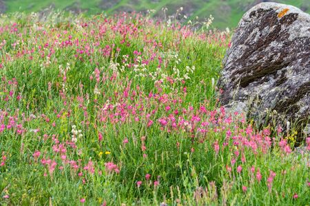 Single rock in blooming steppe close upの写真素材