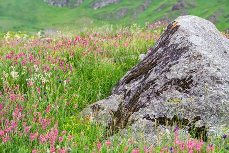Single rock in blooming steppe close upの写真素材