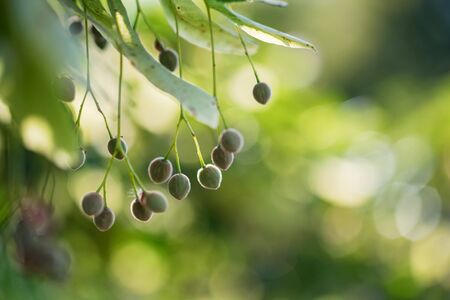 Close up unripe fruit of Linden tree