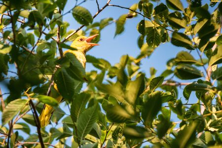 Young Eurasian Golden Oriole or Oriolus oriolus sings on tree branchの写真素材