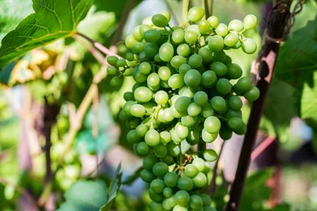 Bunch of unripe green grapes on vine outdoorsの写真素材