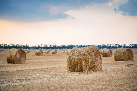 Big round haystacks on field in countrysideの写真素材