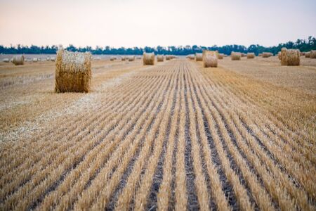 Big round haystacks on field in countrysideの写真素材