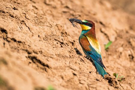 European bee-eater or Merops apiaste perches on rock with dragonfly in beak