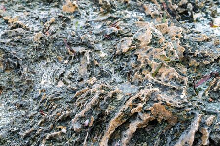 Close up littoral zone bottom in Zanzibarの写真素材