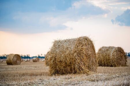 Big round haystacks on field in countrysideの写真素材