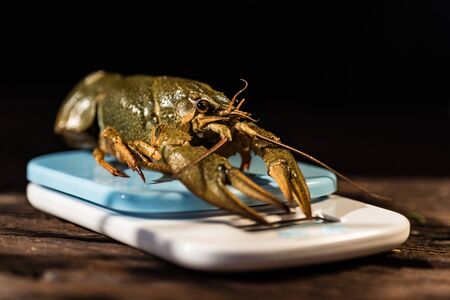 Raw crayfish with beer on wooden background