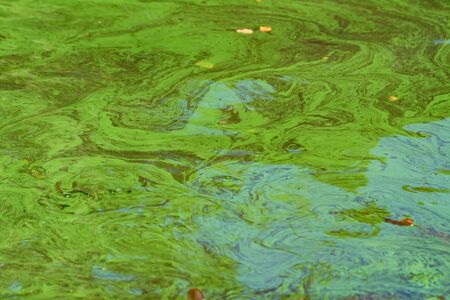 Close up sea water surface polluted with green algaeの写真素材