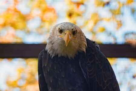 Portrait of bald eagle or haliaeetus leucocephalus