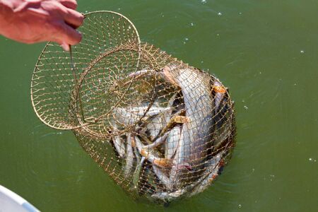 Freshwater fish caught in a fishing trap close