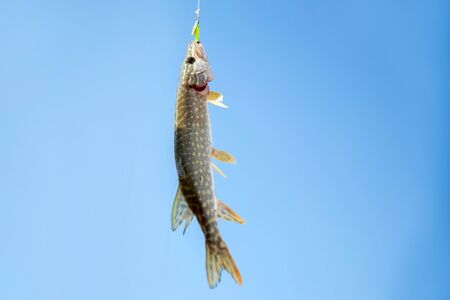 Close up single nothern pike on hook against sky. Fishing concept