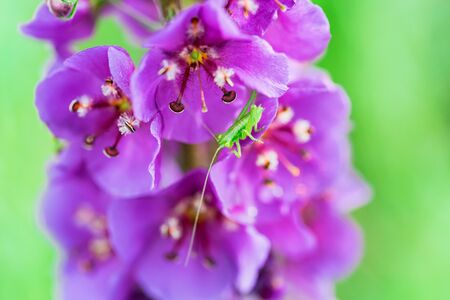 Close up beautiful flowering Verbascum phoeniceum in fieldの写真素材