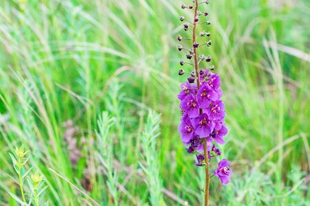 Close up beautiful flowering Verbascum phoeniceum in fieldの写真素材