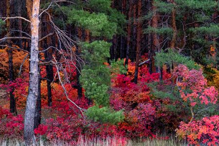 Bright autumn forest with red and orange leaves of smoke treeの写真素材