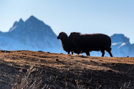 Silhouettes of two domestic sheep in autumn mountains