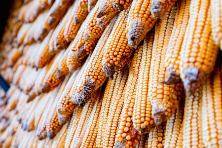 View of pile of corn cobs put together for background textureの写真素材